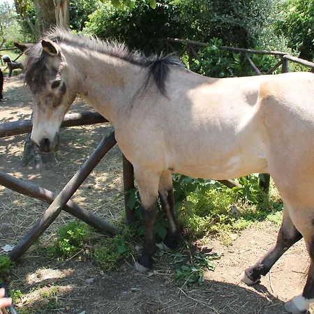 Piccolo Paradiso Country house Piano di Sorrento